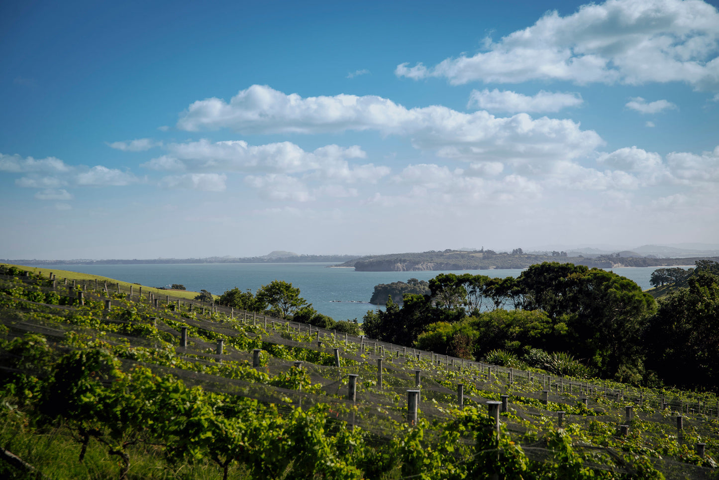 Waiheke Wine Growers Association 